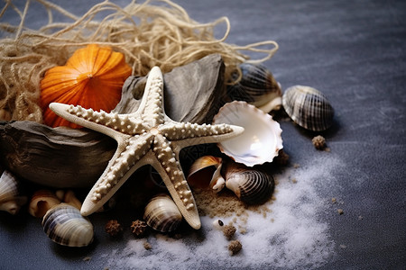 海贝壳海星收集图片