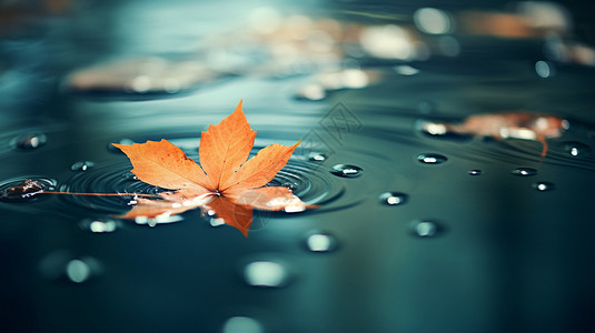 漂浮在水面上的叶子图片