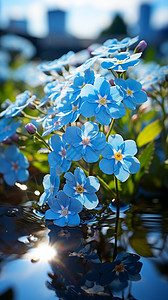 水里的蓝色小花背景图片