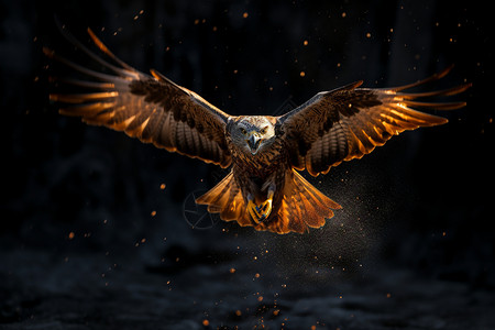 老鹰在黑夜里飞翔图片