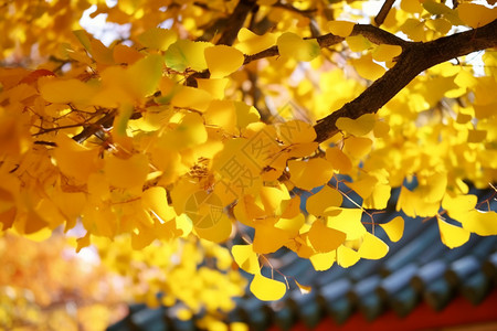 公园中金黄色的银杏树图片