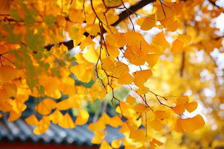 秋天银杏树的美丽景观背景图片