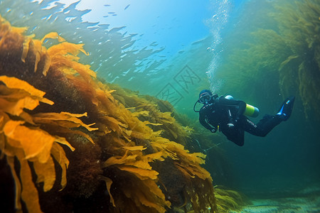 潜水美丽与潜水者为伴的珊瑚群和鱼群背景