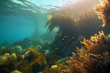 深海中美丽鱼群和珊瑚群高清图片