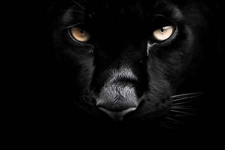 黑夜中的黑豹高清图片