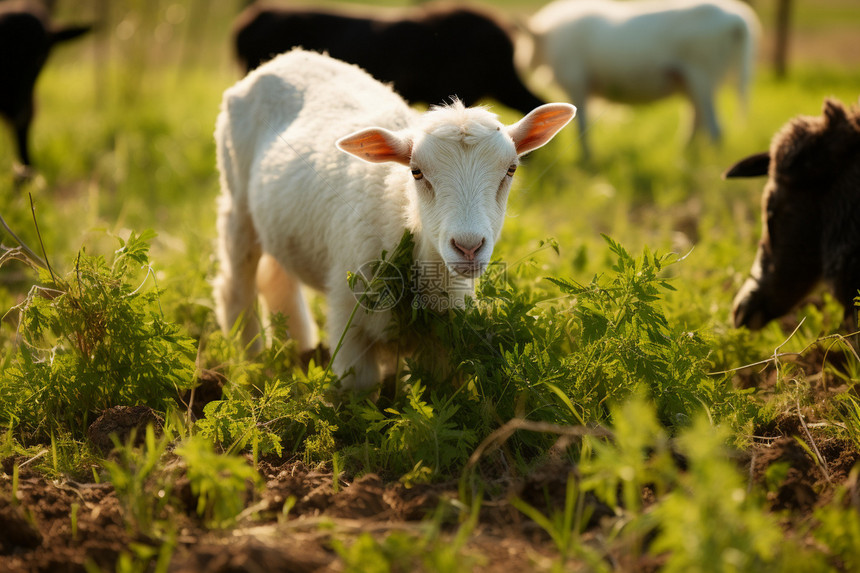 草地上的羊群图片