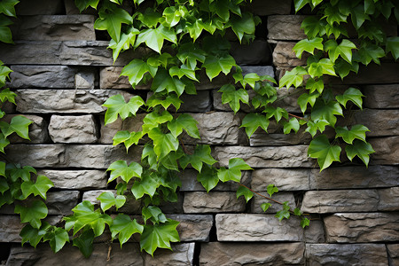 青绿柳叶形叶子青绿蔓延的墙壁背景