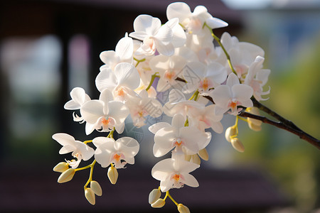 白兰花正在绽放的美丽花朵背景