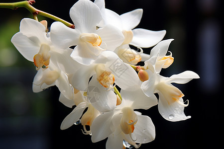 美丽的白兰花花瓣背景