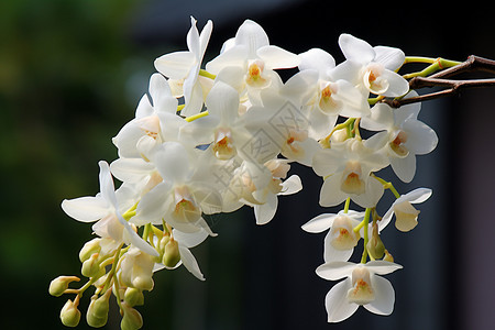 树枝上盛开的白兰花图片