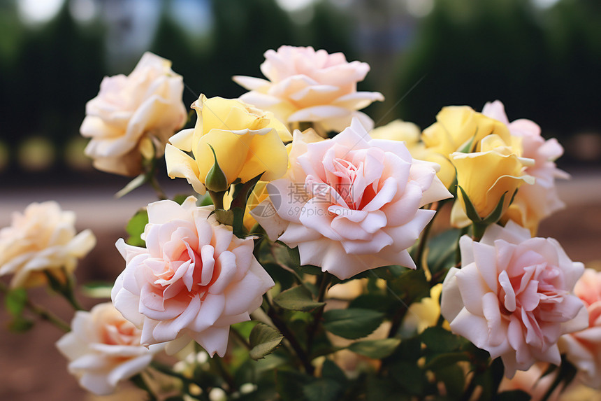 户外盛开的玫瑰花图片