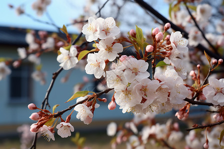 枝头盛开的樱花图片