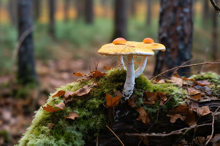 秋日森林中的蘑菇图片
