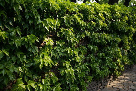 藤曼植物墙上的绿叶植物背景