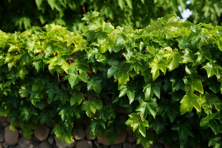 藤曼植物墙壁上长满了绿藤背景
