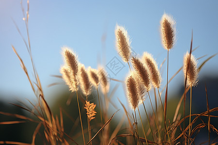 热中风晴朗的天空中风中摇曳的小草背景