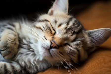 躺着睡觉的小猫可爱的猫咪在床上闭着眼睛躺着背景