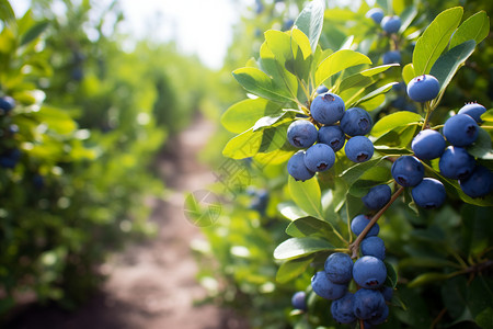 成熟的蓝莓果园作物高清图片