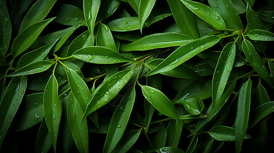 竹叶上的雨滴图片