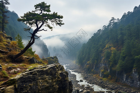 雨中的山间小径图片