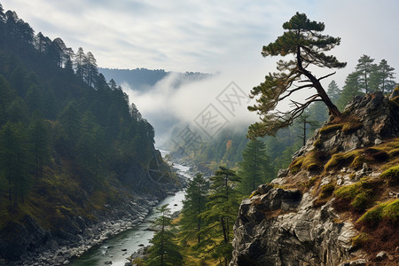 湿谷湿雨蒙蒙的山谷背景