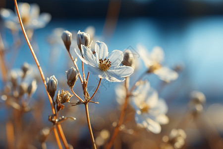 冬日花园里的百花图片