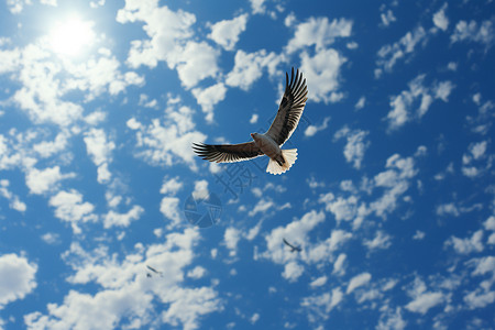 小鸟蓝天天空中飞行的鸟背景