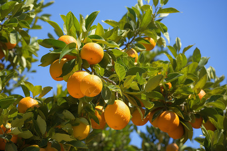 鲜美的柑橘背景图片