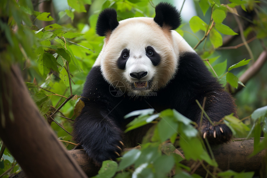 熊猫趴在树枝上图片