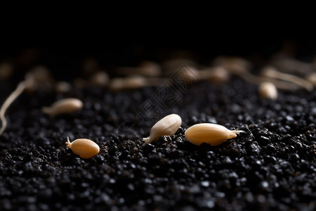 黑土上散落的麦粒图片