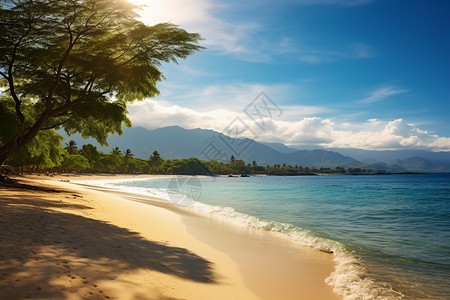 浪漫的海滩棕榈海岸高清图片