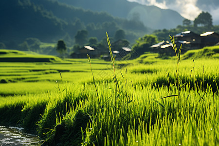 连绵山脉下的稻田图片