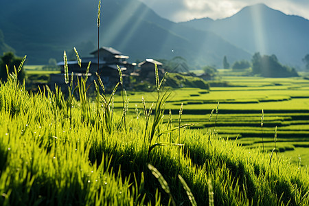 一望无际的水稻田图片