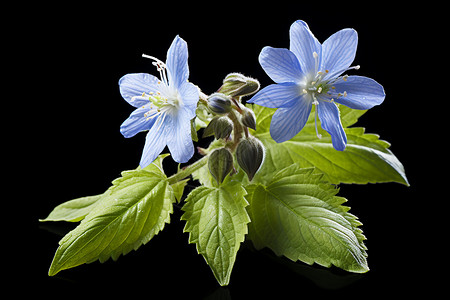 绽放的蓝色花朵背景图片