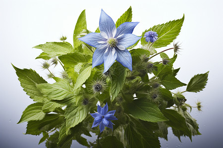 开花的蓝色花朵图片