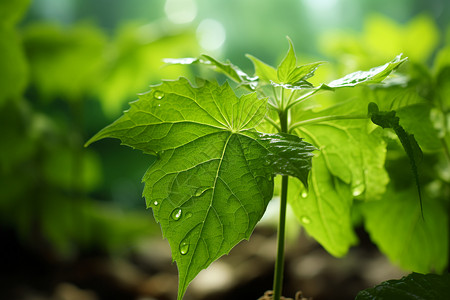 生长的植物图片