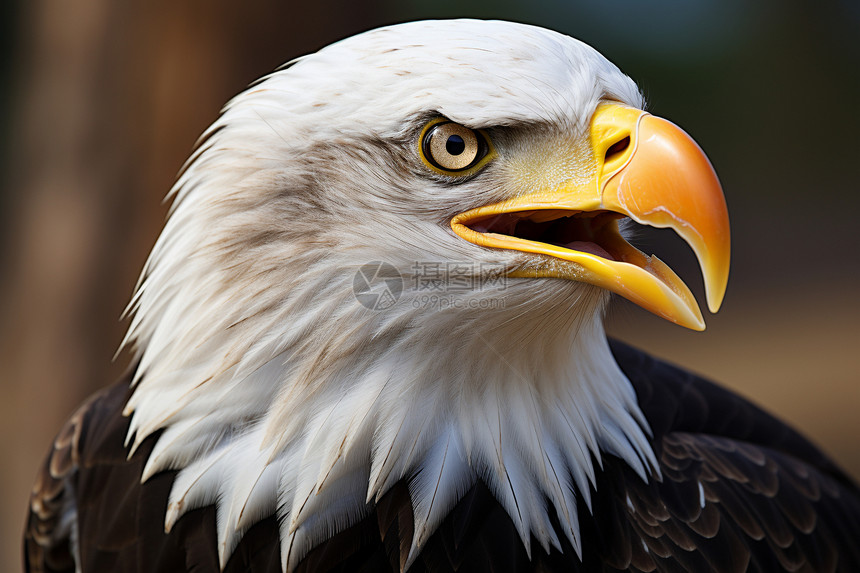 凶猛的美洲鹰图片