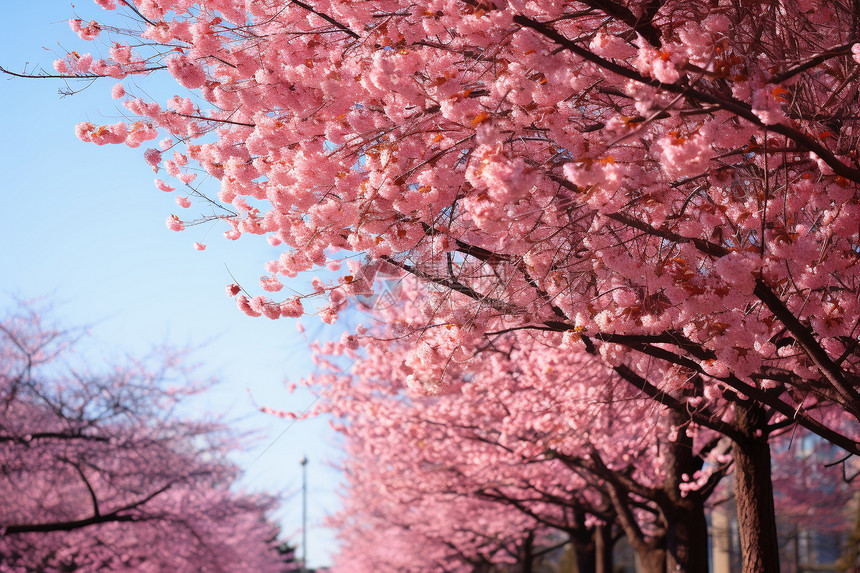 樱花盛开的季节图片