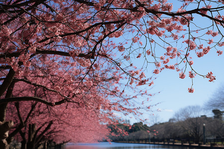 樱花盛开的水榭桥影背景图片