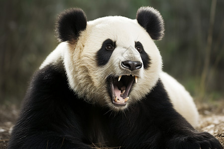 濒临物种熊猫背景图片