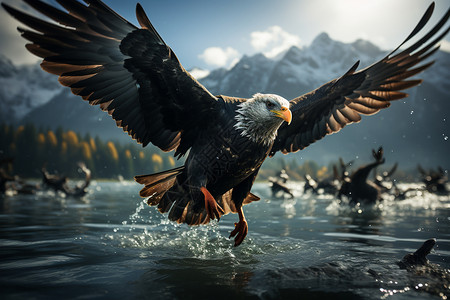 自由飞翔的老鹰图片