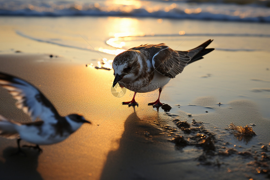 日落沙滩上的小鸟图片