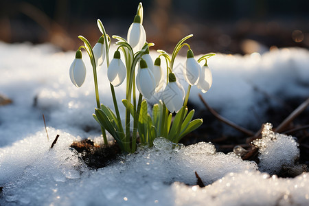 白雪覆盖下的微小生命背景图片