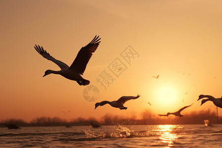 中型动物群湖边的群鸟背景