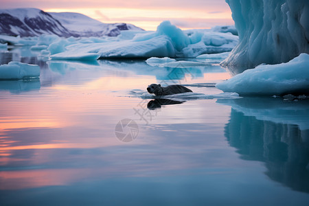 冰川里的北极熊图片