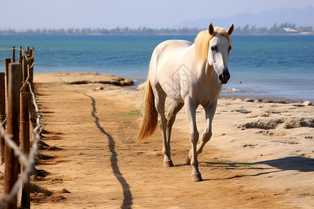 海岸上的一匹白马图片