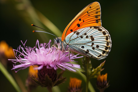 花园里的蝴蝶背景图片