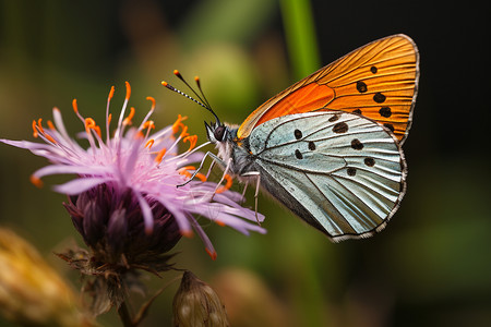户外的蝴蝶与花朵背景图片