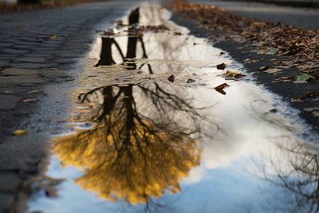 水面倒映秋日的树影倒映背景