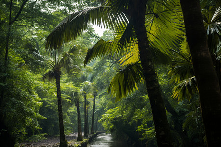美丽的热带丛林图片